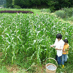 corn_field.jpg