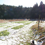 snowgarden2.jpg